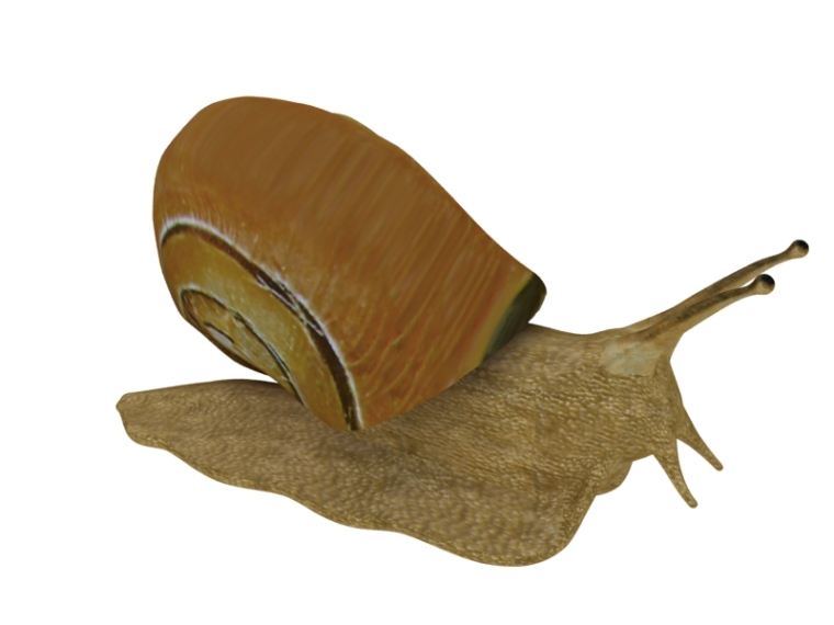 3d公园素材模型资料下载-蜗牛3D模型下载