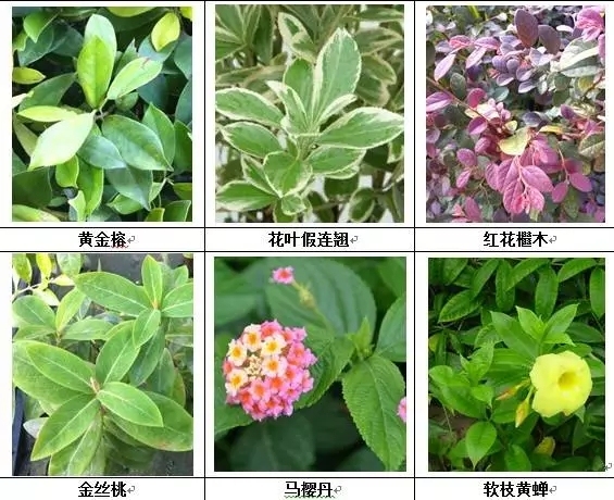 [垂直绿化]能上墙植物大全！-640.webp (1).jpg