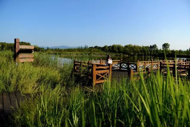 野鸭湖 · 北京最大最美湿地公园_21