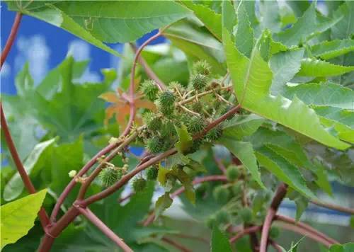 80种常见园林植物 · 景观设计师必知_51