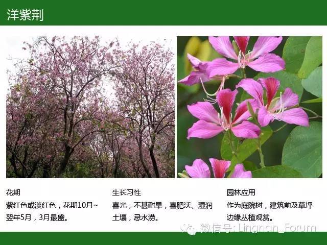 全国七大片区，常用开花植物集锦（上）_90