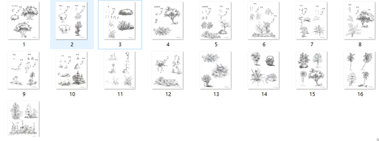 景观植物手绘图_8