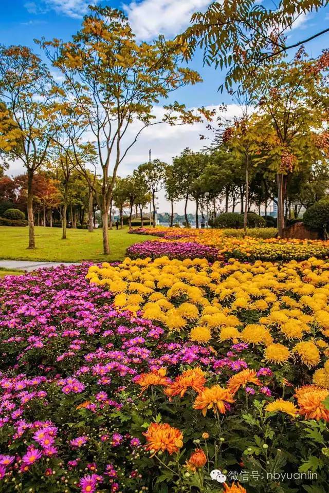 秋意渐浓赏菊正当时  宁波日湖公园菊花展等您赏_3