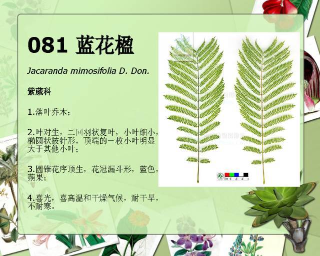 植物设计师必备：100种常见园林植物图鉴_148