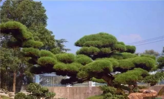 中式庭院常用主景树大全_5