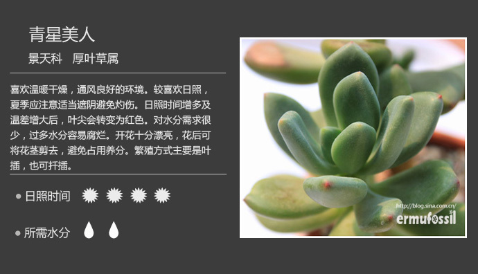 150款萌萌哒的多肉植物图鉴-【100种常见多肉植物图鉴】 <wbr>+ <wbr>多肉植物常见问题解答