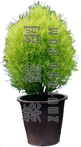 PSD室内盆栽资料下载-室内植物 25