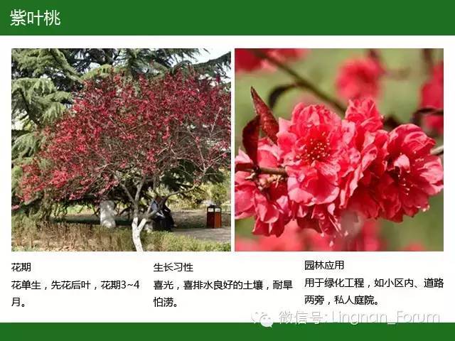 全国七大片区，常用开花植物集锦（上）_85