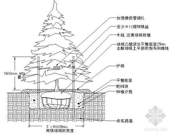 乔木栽植支撑架资料下载-针叶乔木种植大样