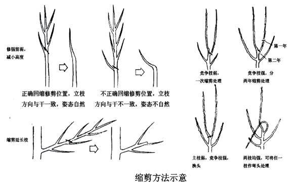 园林养护管理的精华都在这里（必收藏）_13