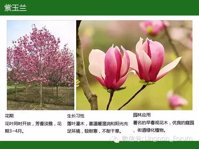 全国七大片区，常用开花植物集锦（上）_82