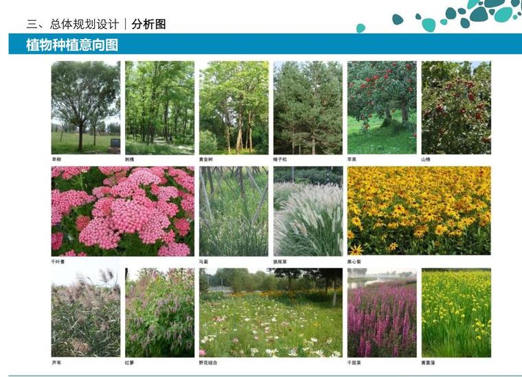 莲花湖湿地公园景观工程设计方案PDF(86页)-植物设计