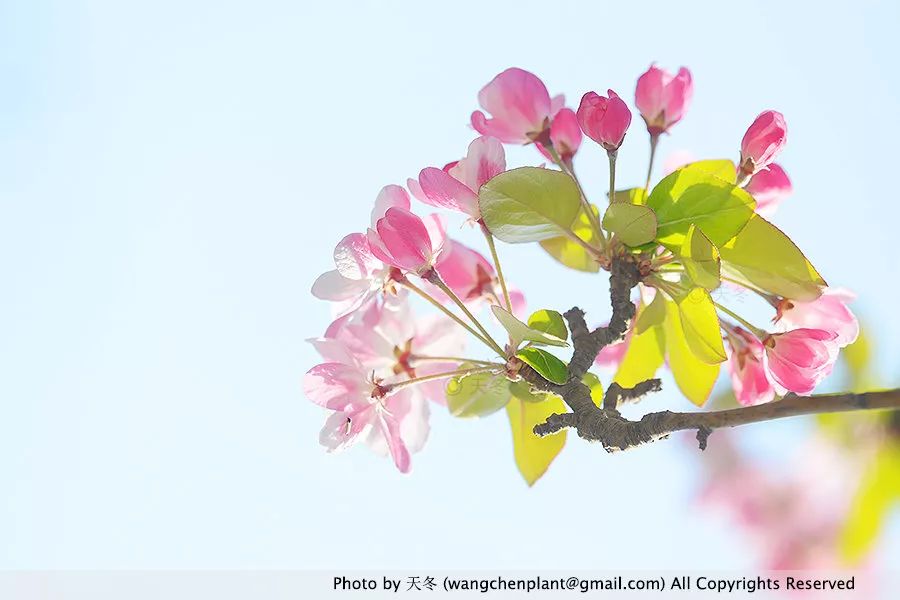 重瓣海棠花  malus spectabilis plena