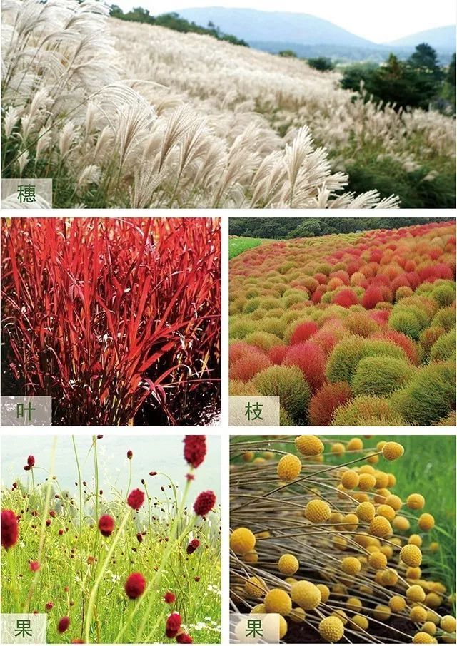 景观红耐候钢板资料下载-关于观赏草最全的一篇介绍
