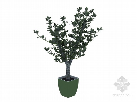 室外3d树模型资料下载-茁壮小树3D模型下载
