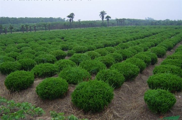 砖砌挡土墙计算资料下载-干货！园林工程量这么算