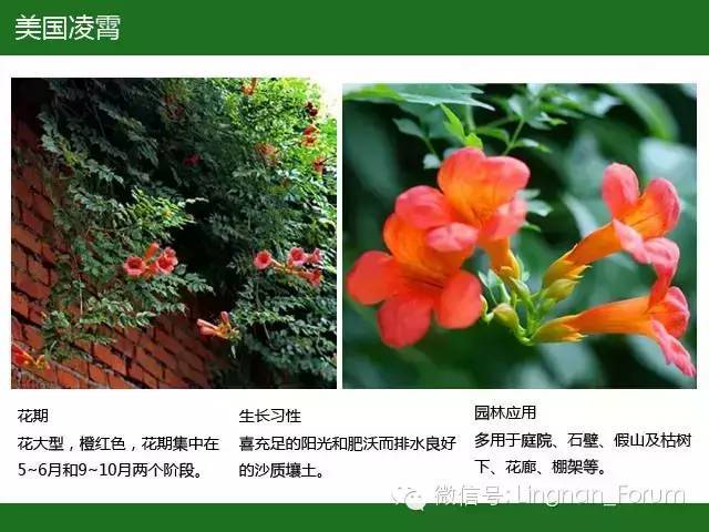 全国七大片区，常用开花植物集锦（上）_162