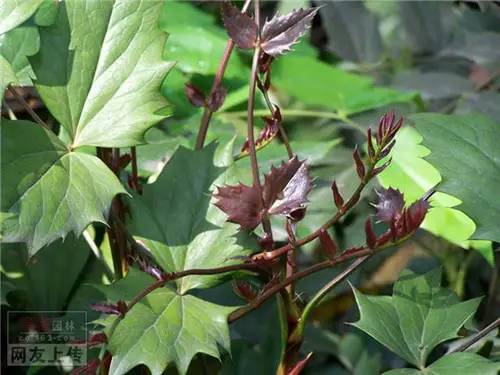 80种常见园林植物 · 景观设计师必知_19