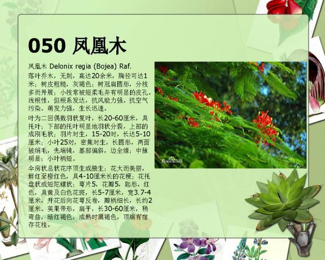 植物设计师必备：100种常见园林植物图鉴_89