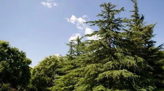 松树景观资料下载-干货 | 如何提高松树的移栽成活率？