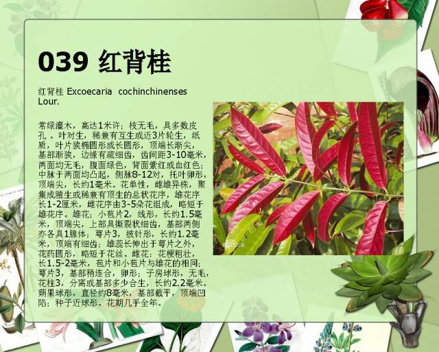 植物设计师必备：100种常见园林植物图鉴_73