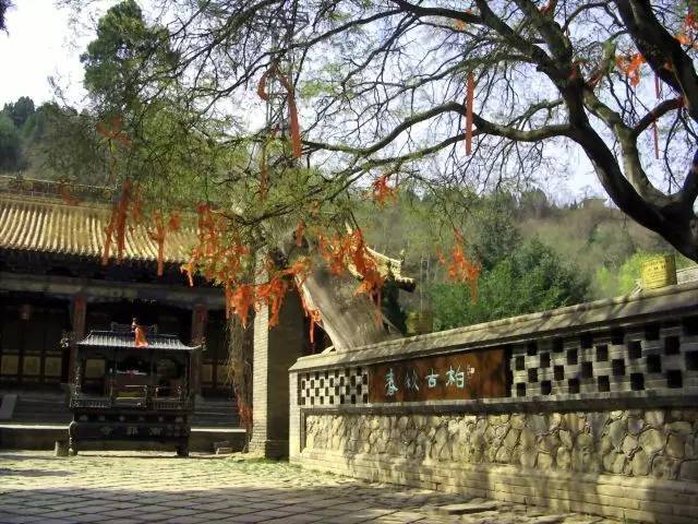 古树复壮林学院名木资料下载-中国公认的9种顶级古树名木