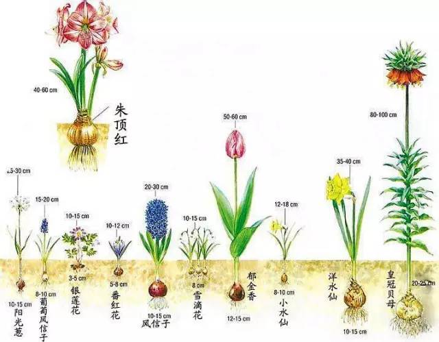 适合种植的植物资料下载-冬天到了，适合新手种植的几种球根花卉大推荐！