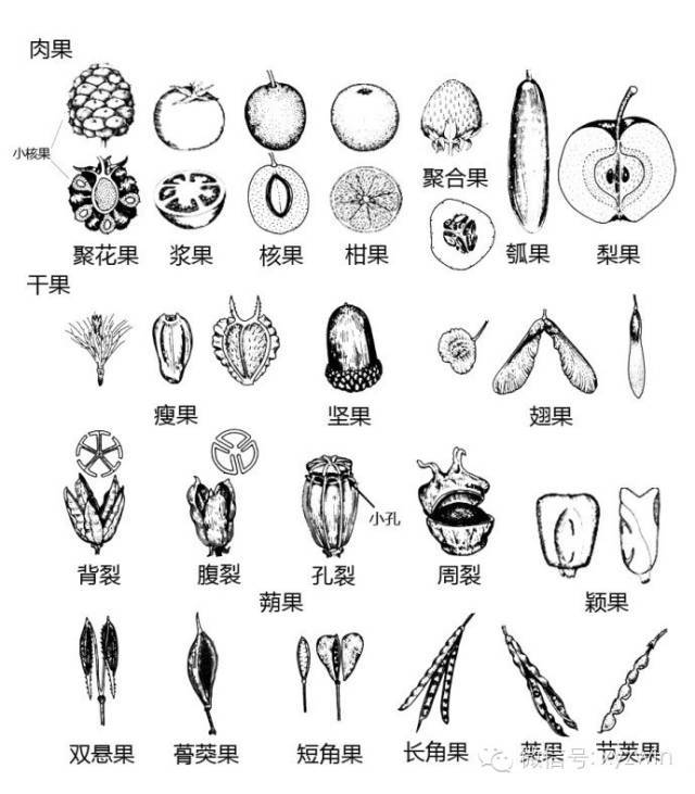 图解植物形态术语_13