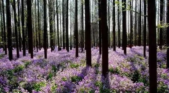 “植物造景”，可不是种树种花这么简单！_3