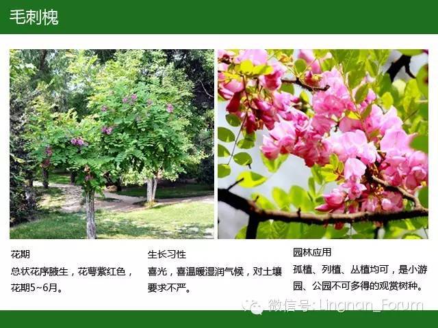 全国七大片区，常用开花植物集锦（上）_249