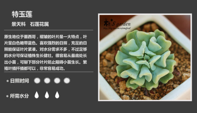 150款萌萌哒的多肉植物图鉴-新增50枚-常见多肉植物图鉴