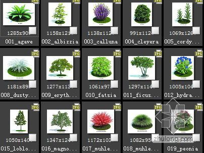 适合北方种植的植物资料下载-62种植物素材