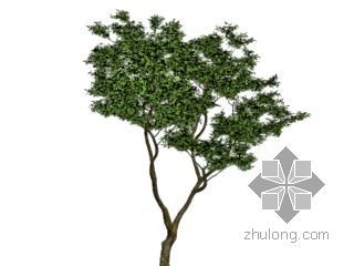 树木临时加固方案资料下载-树木