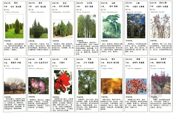 [内蒙古]城市维也纳景观规划设计-植物名录