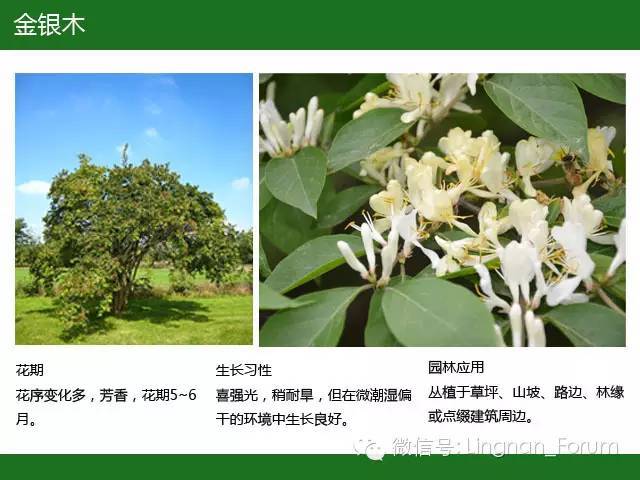 全国七大片区，常用开花植物集锦（上）_204