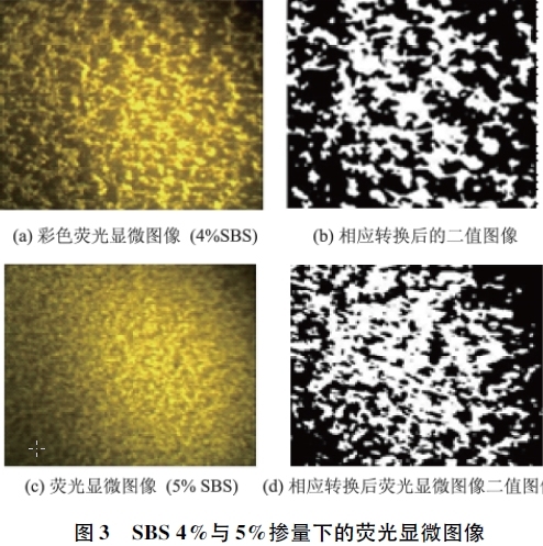 使用荧光显微图像计算SBS面积比1