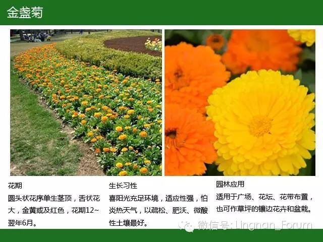 全国七大片区，常用开花植物集锦（上）_225