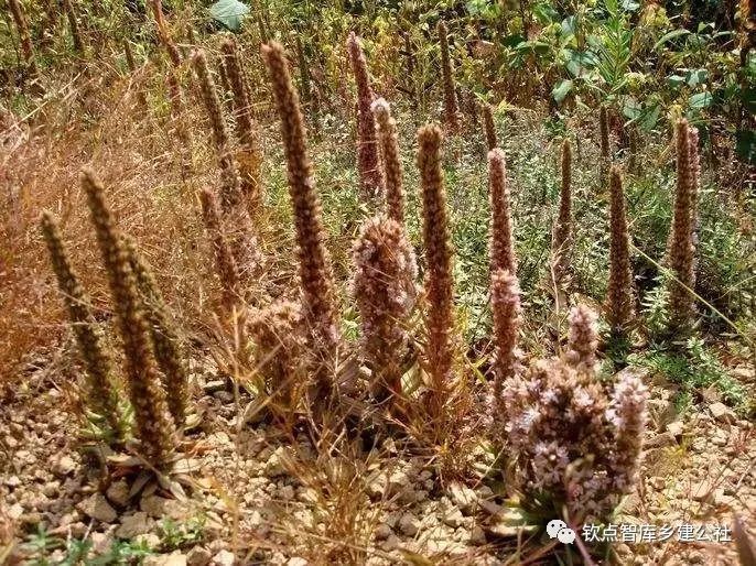 教育培训园资料下载-景观设计中乡土材料要怎么选择？