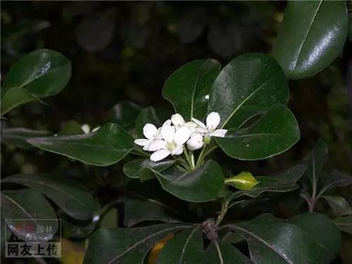 80种常见园林植物 · 景观设计师必知_4