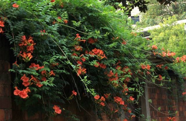 花开一面墙，花落一路香，一棵爬藤植物的花海_13