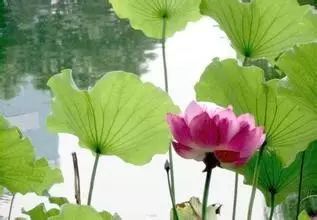 水生植物设计施工图资料下载-在水一方丨35种·水生植物科普
