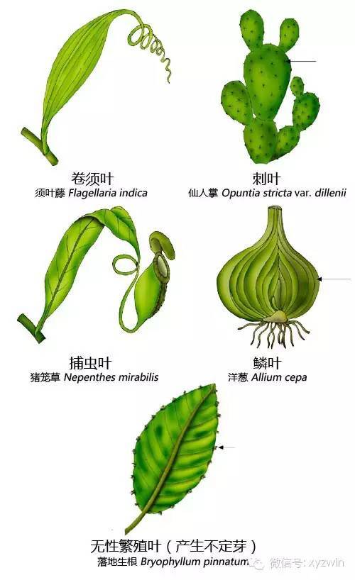 图解植物形态术语_8