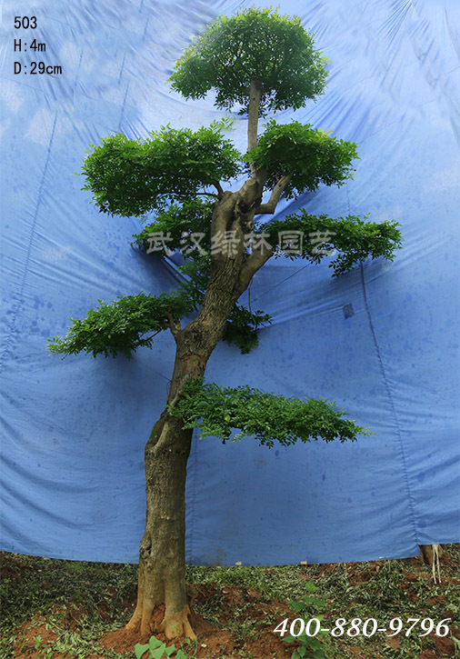 春季生产安全注意事项资料下载-培育对节白蜡盆景的注意事项