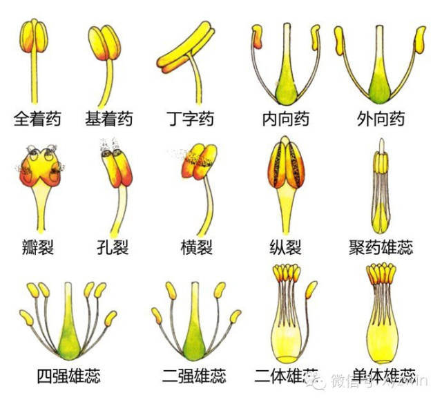 图解植物形态术语_31