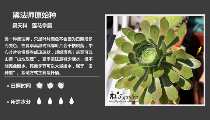 150款萌萌哒的多肉植物图鉴-新增50枚-常见多肉植物图鉴