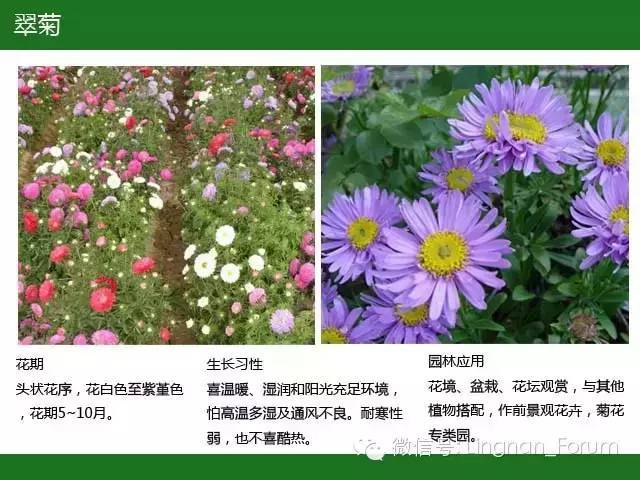 全国七大片区，常用开花植物集锦（上）_140