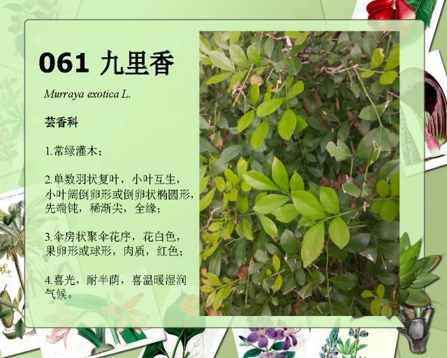 植物设计师必备：100种常见园林植物图鉴_108