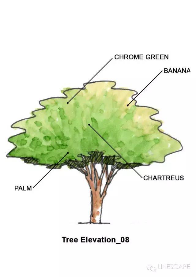 景观植物手绘是如何画出酷酷的效果？_16