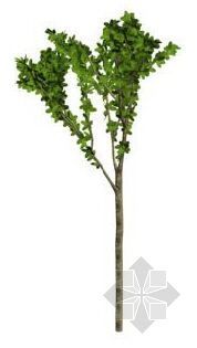 室外绿化3D模型资料下载-树13