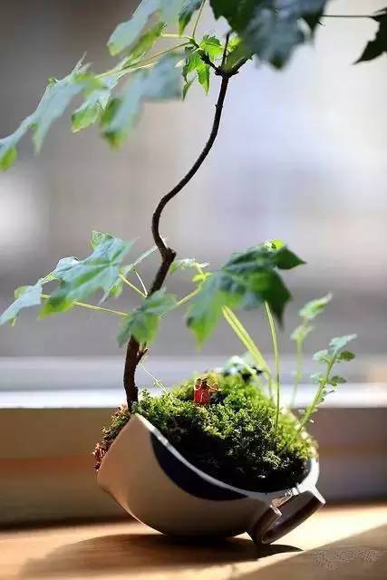 植物花盆CAD资料下载-她不小心把花盆打碎了，结果...